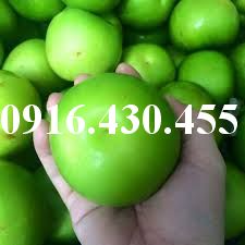 Cây giống táo đại